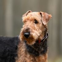 MjaveD